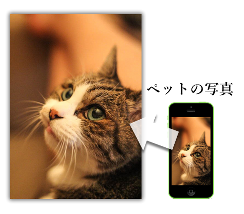ペットの写真